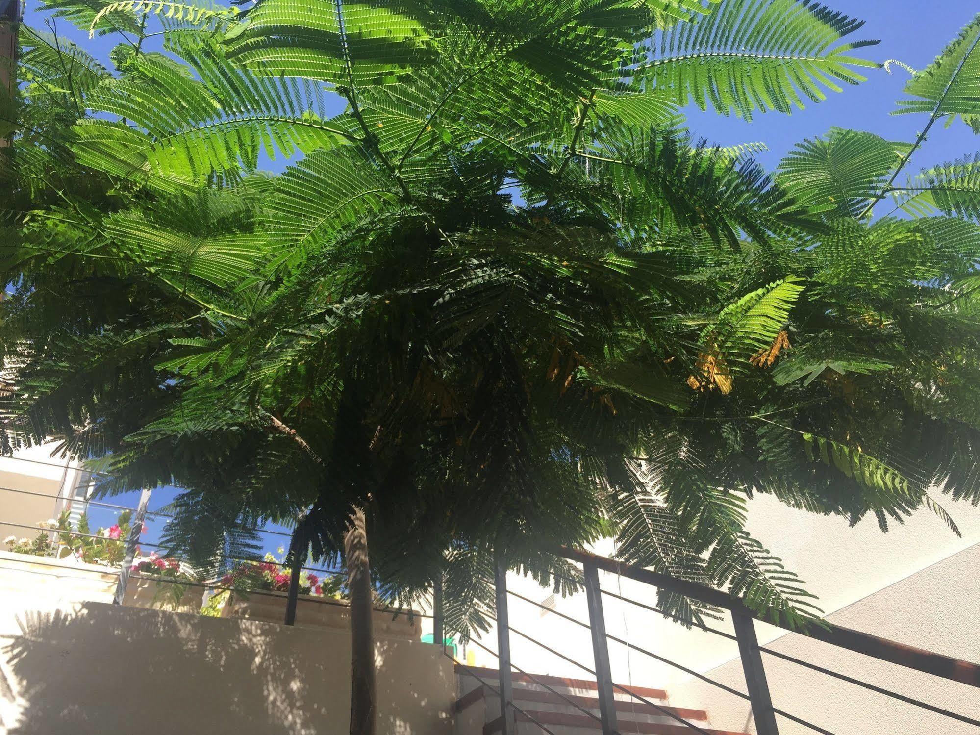 Villa Casa Flamboyant Costa Adeje  Eksteriør billede